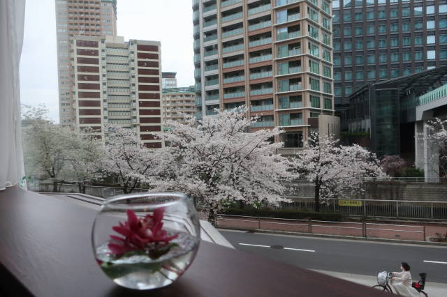 3月25日 お花見ランチ 東京 大崎 目黒川 日記